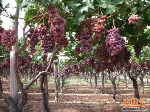 重庆特产水果葡萄有什么特点 重庆哪里的葡萄最好吃最便宜