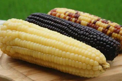 农村特产玉米种 农村的玉米种子有哪些