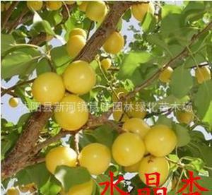 杏哪里的特产最好吃 中国最好吃的杏排名