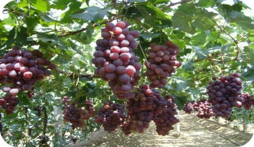 新疆水果特产葡萄 