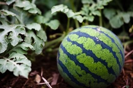 绿瓤西瓜是哪里特产 哪种瓤西瓜是可以买到的