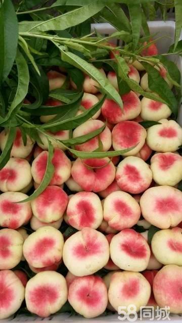 平谷的特产梨 平谷梨有几种品种