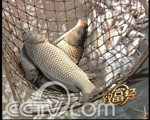 黄河大鲤鱼为什么是特产 黄河大鲤鱼在哪里出名