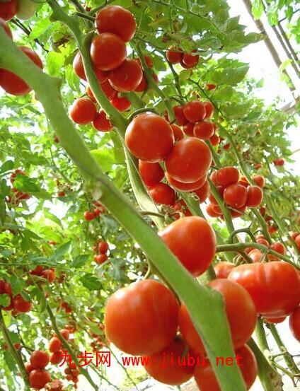 贡天下山西特产西红柿 山西出名的西红柿