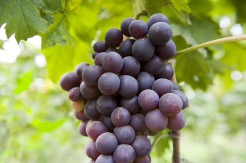 山西特产葡萄介绍 山西的特产葡萄是什么
