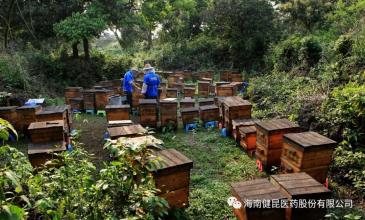 青川特产蜂蜜有哪些 来自四川青川大山的野生蜂蜜