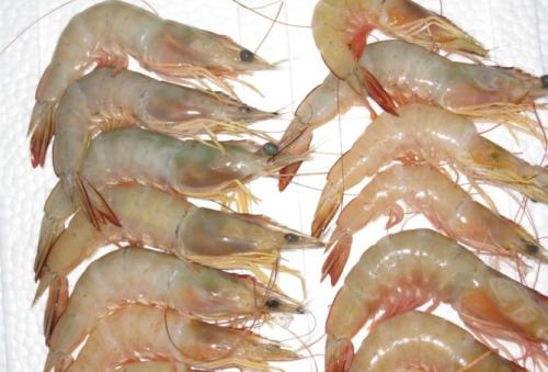 东海特产大对虾干货怎么吃 东海对虾的正确吃法