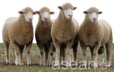 内蒙土特产羊 内蒙古最好的羊