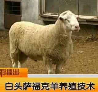 安徽十大特产羊排名 安徽哪个地方的羊最好