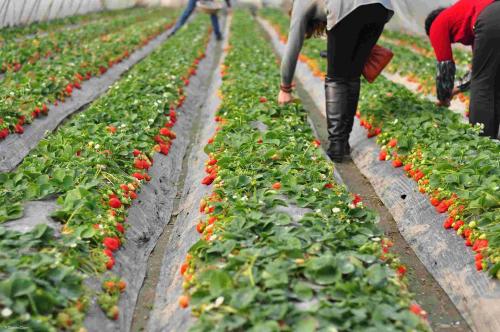 摩尔庄园采特产草莓 摩尔庄园哪里采集草莓