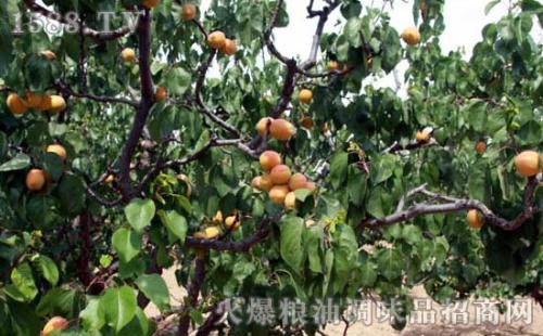 怀来县特产水果 丰宁十大特产排名