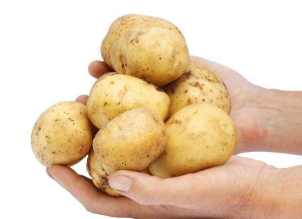 环县特产土豆有哪些品种 
