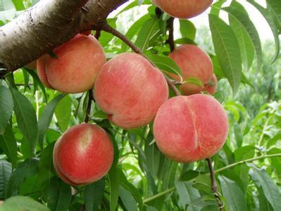 阳山无锡特产水蜜桃供应商家 无锡阳山特产水蜜桃的供应商家