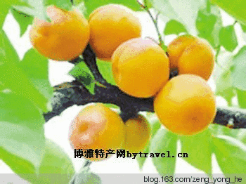 新河甜杏