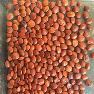 浏阳特产带皮酸枣粒做法 湖南株洲酸枣粒的制作方法