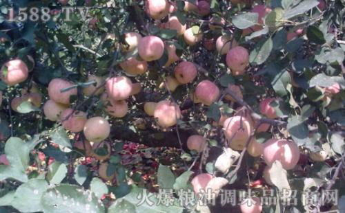 广东苹果特产 广东各地水果特产