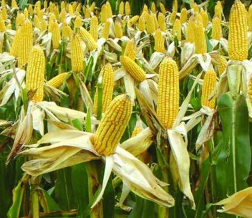怎么介绍家乡的土特产玉米 谈谈自己家乡的特产玉米