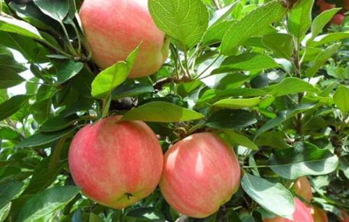山东红富士苹果特产 山东白富士苹果好吃吗