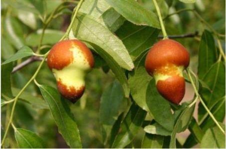 水果西红柿特产 水果西红柿口感排行榜