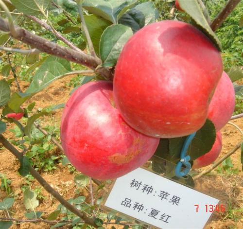 昌平特产王林苹果 