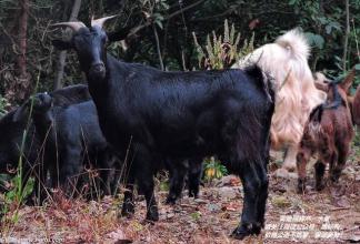 临朐黑山羊的特产 临朐黑山羊是什么品种