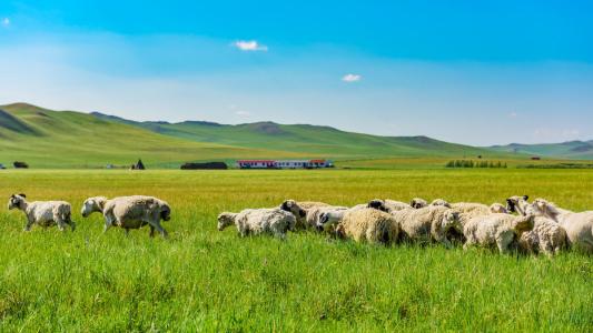 蒙古国特产什么纯天然食品好 蒙古国特产排行榜