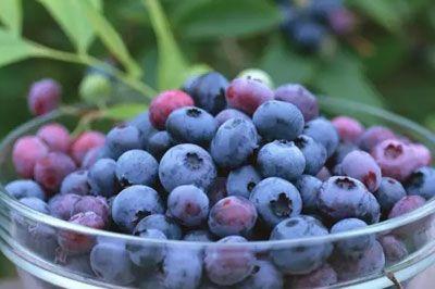 哈尔滨有哪些特产 蓝莓 什么蓝莓适合哈尔滨