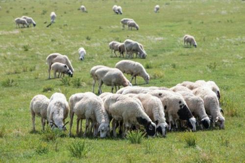 民和县羊肉特产介绍 民和县正宗手抓羊肉