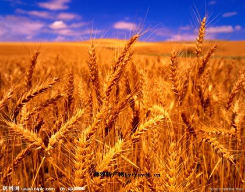 东北春小麦特产 东北冬小麦的特产