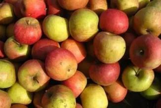 陕西特产大樱桃品种图片大全 陕西最便宜樱桃品种