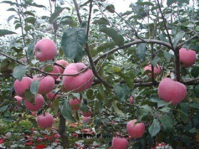 天津特产什么水果最出名 天津盛产的水果排名