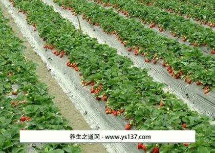 丹东草莓是哪个省份的特产 丹东草莓的特色介绍