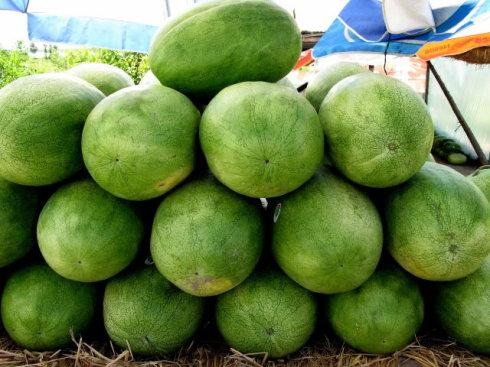 孟津特产袖珍西瓜 孟津县哪里有种西瓜的