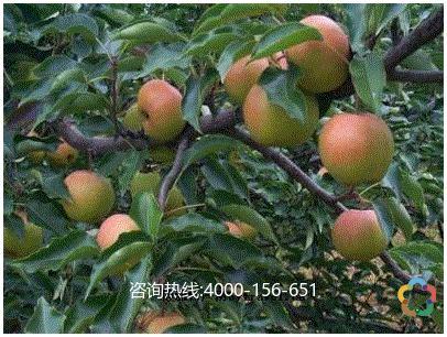 延边特产苹果梨脆片 延边特产水果有哪几种