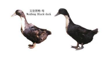 周黑鸭是哪里特产图片 周黑鸭是哪里特产