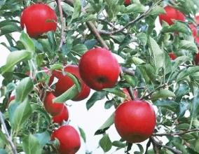新疆苹果特产直播 新疆土特产苹果直播带货