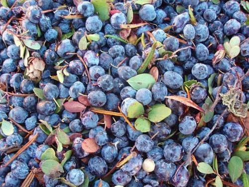 东北特产蓝莓品种 东北蓝莓品种排名