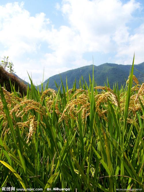 我家乡的特产是水稻怎么写 家乡特产稻谷写一段话
