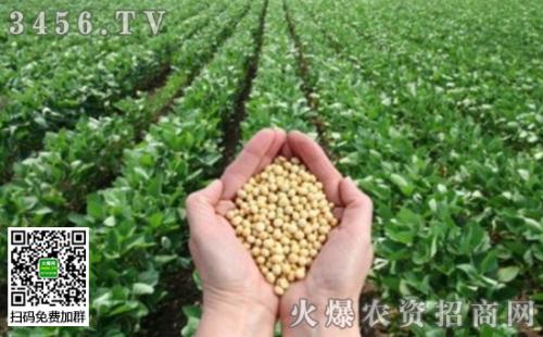 地方特产绿杨春 扬州市场上绿杨春价格多少钱一斤