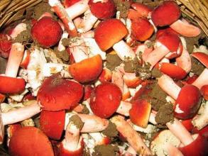 红菇娘是哪里特产 菇娘产地主要在哪个省