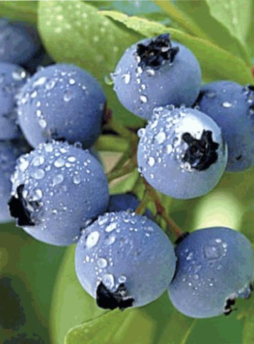 蓝莓是美国地域特产吗 美国的地域特色水果蓝莓
