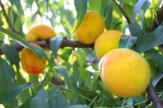 黄桃有什么特产 黄桃的最佳产地
