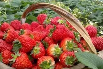 草莓是哪里的特产为什么不能吃 第一批草莓可以吃吗