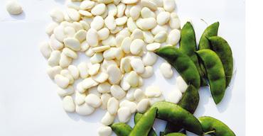 崇明特产洋扁豆种植高产方法 白扁豆种植技术图解