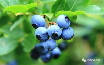 浙江特产蓝莓 中国蓝莓是哪里的特产