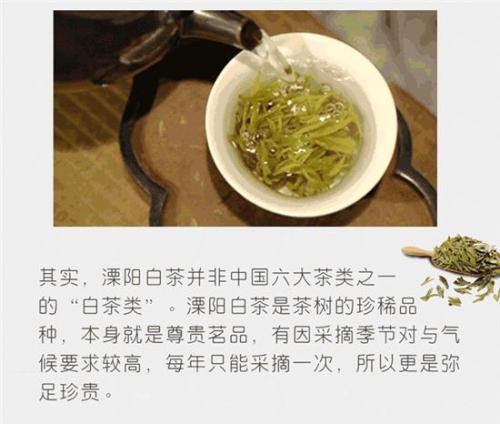 阳江特产白茶多少钱一斤 9元9斤白茶价值