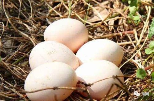 陆丰特产鸡蛋仔 陆丰特产有哪些零食