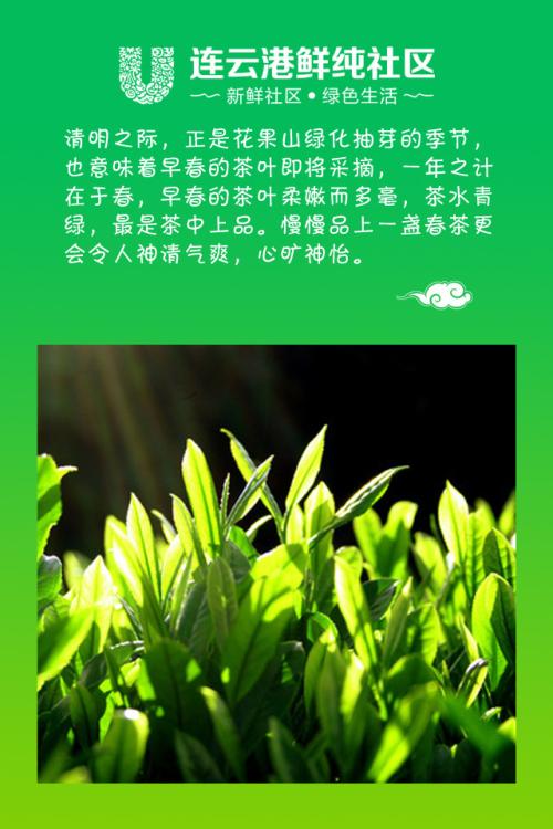 巫山特产云雾茶是什么 喝重庆巫山茶有作用吗