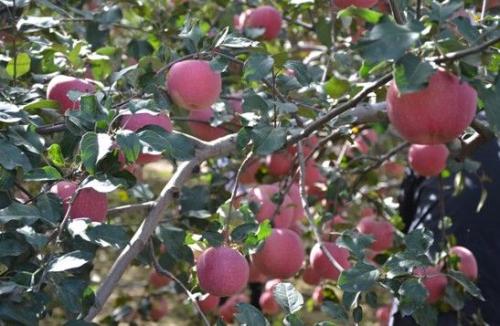 陕西红富士苹果是哪里的特产 陕西红富士苹果哪里最出名的
