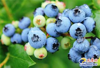 新疆特产蓝莓干 新疆特产蓝莓干保质期
